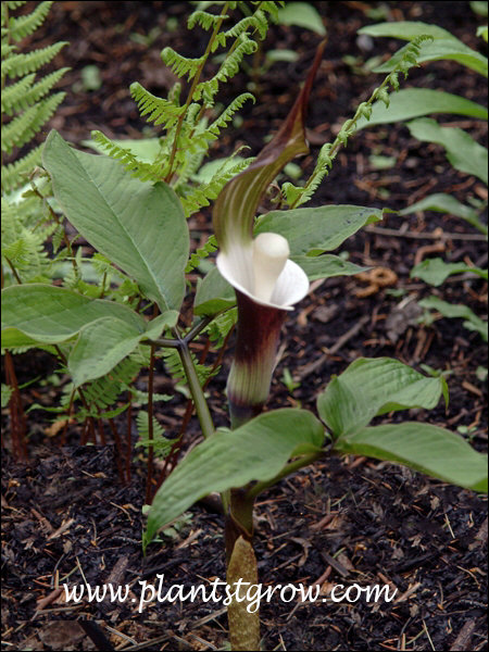 Japanese Jack-in-the-Pulpit (Arisaema sikokianum)
In the center the pestle shaped organ is the spathix and the hood is called the spathe.